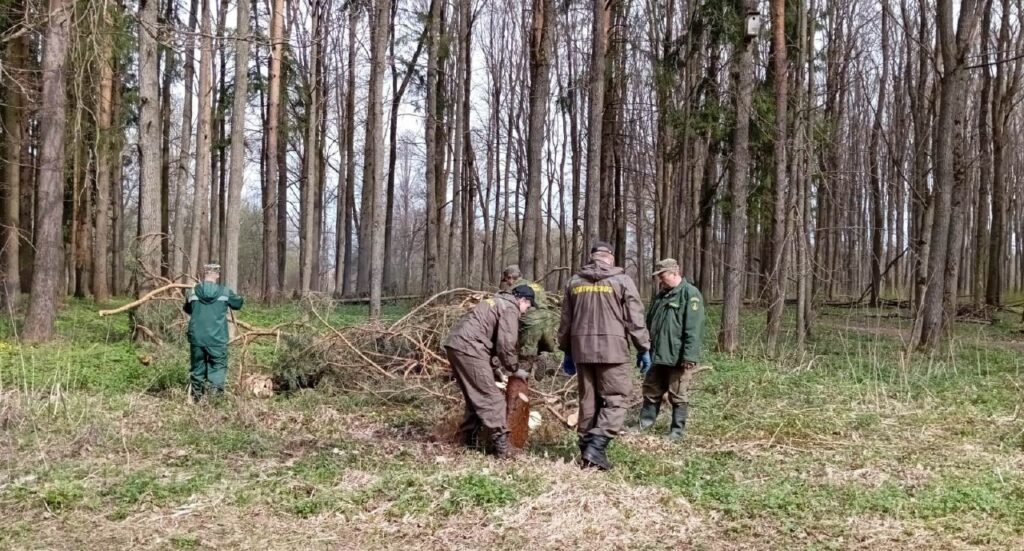Сотрудники Лотошинского участкового лесничества приводят лес в порядок